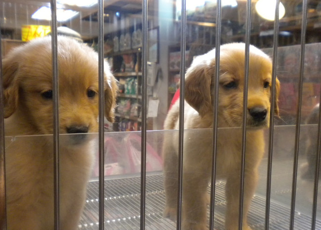 No se podrán vender gatos y perros en tiendas de animales