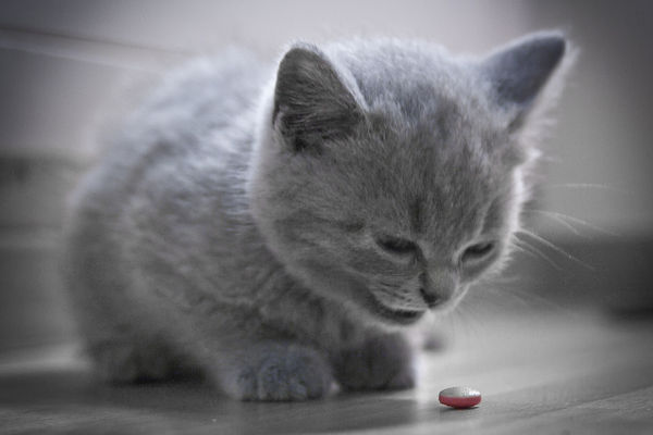 ¿A mi gato puedo darle Aspirina?