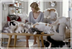 Taylor Swift amante de los gatos