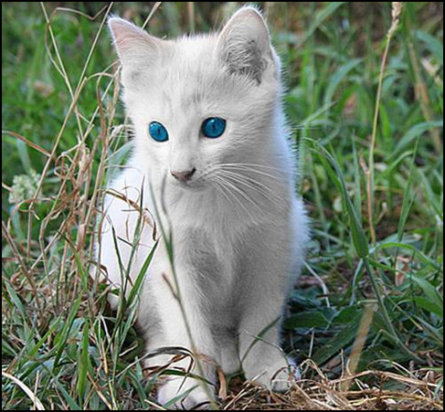 Gato Albino