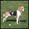 Beagle - Razas de Perros