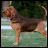 Bloodhound - Razas de Perros