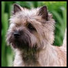 Cairn Terrier - Razas de Perros