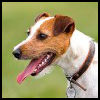 Parson Russell Terrier - Razas de Perros