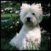 West Highland White Terrier - Razas de Perros