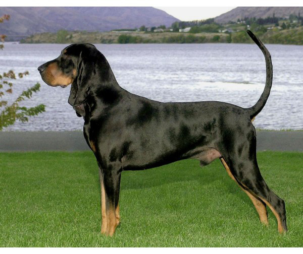 Black And Tan Coonhound - Raza de Perro
