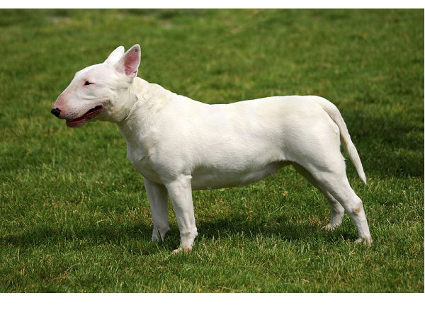 Bull Terrier - Raza de Perro