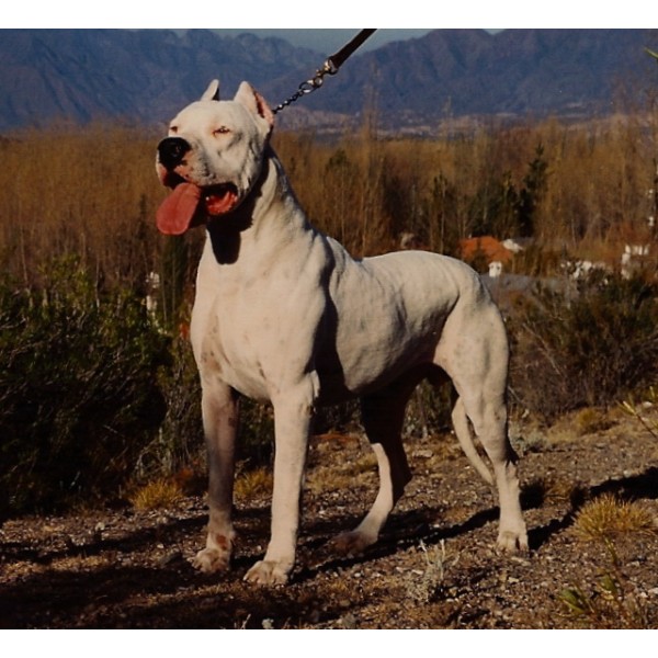 Dogo Argentino - Raza de Perro
