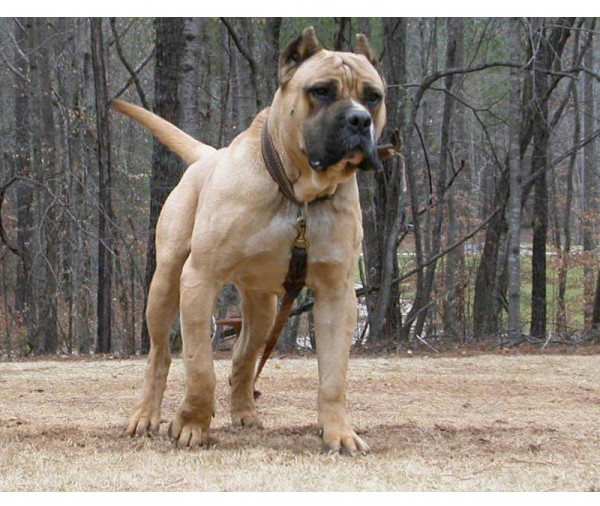 Dogo Canario - Raza de Perro