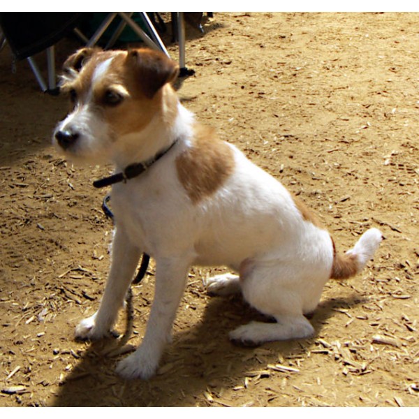 Jack Russell Terrier - Raza de Perro