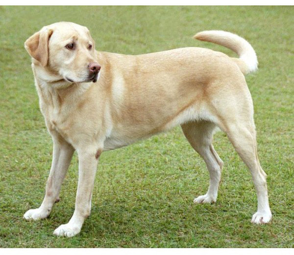 Labrador Retriever - Raza de Perro