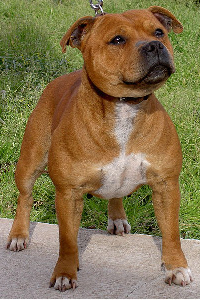 Staffordshire Bull Terrier - Raza de Perro