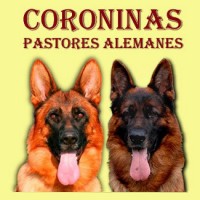 Coroninas - Pastores Alemanes
