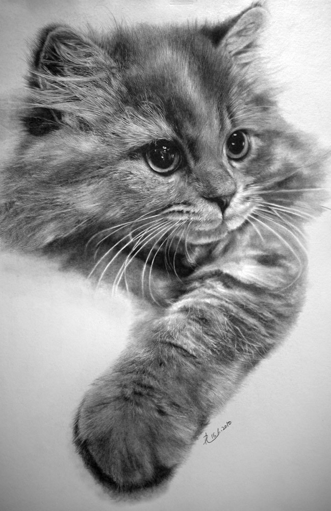 Paul Llung - Dibujos de perros y gatos - Mi Perro Es Único